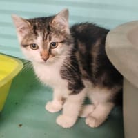 CARMEN FUEGO, chatte à adopter