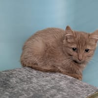 LOKA, chatte à adopter