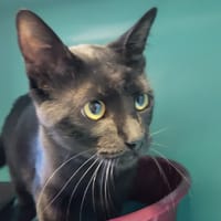 Ayoru, chat à adopter