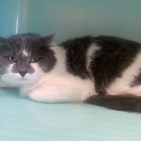 Maori, chat à adopter
