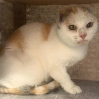 Paprika, chatte à adopter