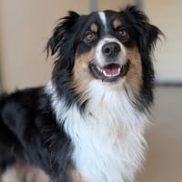 TAO, chien à adopter