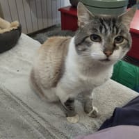 TOBBY, chat à adopter