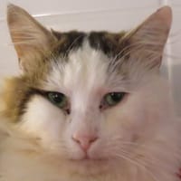SHAYEN, chat à adopter