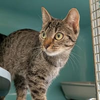 TURBULETTE QCT, chatte à adopter