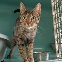 TURBULETTE QCT (reservee), chatte à adopter