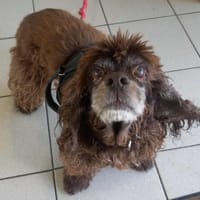 GALATHE QCN, chienne à adopter