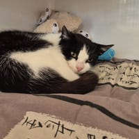 TOURTEAU, chatte à adopter
