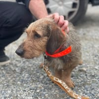 DAVIDSON, chien à adopter