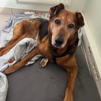 JEEP, chienne à adopter
