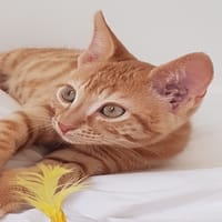 OLIVER, chat à adopter