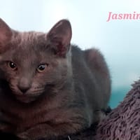 Jasmine, chatte à adopter
