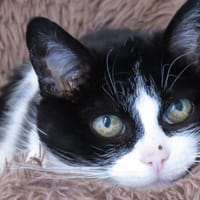 CRAPETTE, chatte à adopter