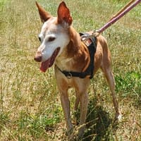 IVY, chienne à adopter