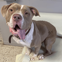 CALI, chienne à adopter
