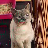 DUFAEL, chat à adopter