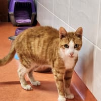 DJANGO, chat à adopter