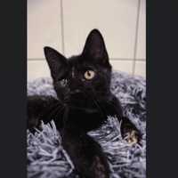 Aloe, chatte à adopter