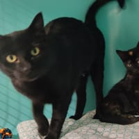 Elie, chatte à adopter