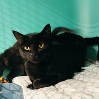 Elie (en cours d'adoption), chatte à adopter