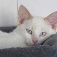 Zolet, chat à adopter