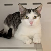 VITAA, chatte à adopter