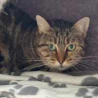 Saphir Cab4079, chatte à adopter