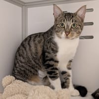 DIAM'S, chatte à adopter