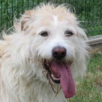 MAX, chien à adopter