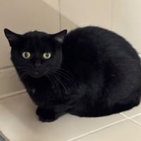 Loïs Cab3963, chat à adopter