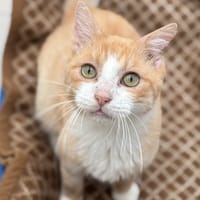 Léopold Cab3548, chat à adopter