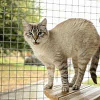 HASCH QCT, chat à adopter