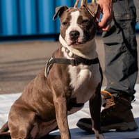 KIRA, chienne à adopter