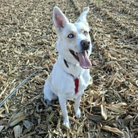 TESS, chienne à adopter