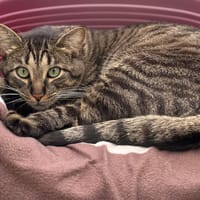 Tac Cab4303, chat à adopter