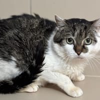 Bounty Cab3998, chat à adopter
