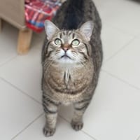 Panthère Cab4082, chatte à adopter