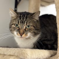 Tigrou Cab3815, chat à adopter