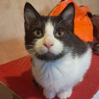 Dexter, pies do adopcji