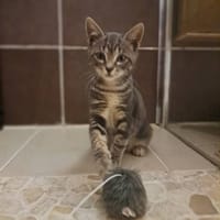 PIXEL, chat à adopter