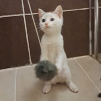 POPPY, chatte à adopter