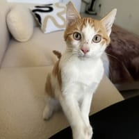 RAVEN, chat à adopter