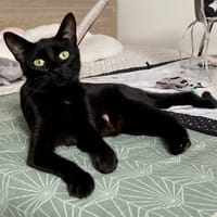 EBENE, chatte à adopter