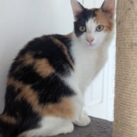 CROQUETTE, chatte à adopter