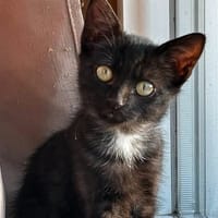 PARKER, chat à adopter