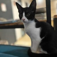 ARIELLE, chatte à adopter