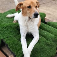 TULIPAN, chien à adopter