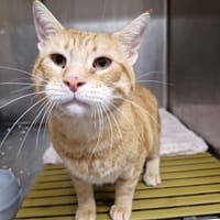 PONPON, chat à adopter
