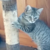 georgia, chatte à adopter