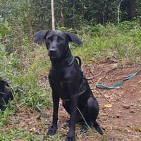 Tessy, chienne à adopter